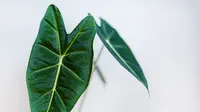 Alocasia (sumber: Unsplash)