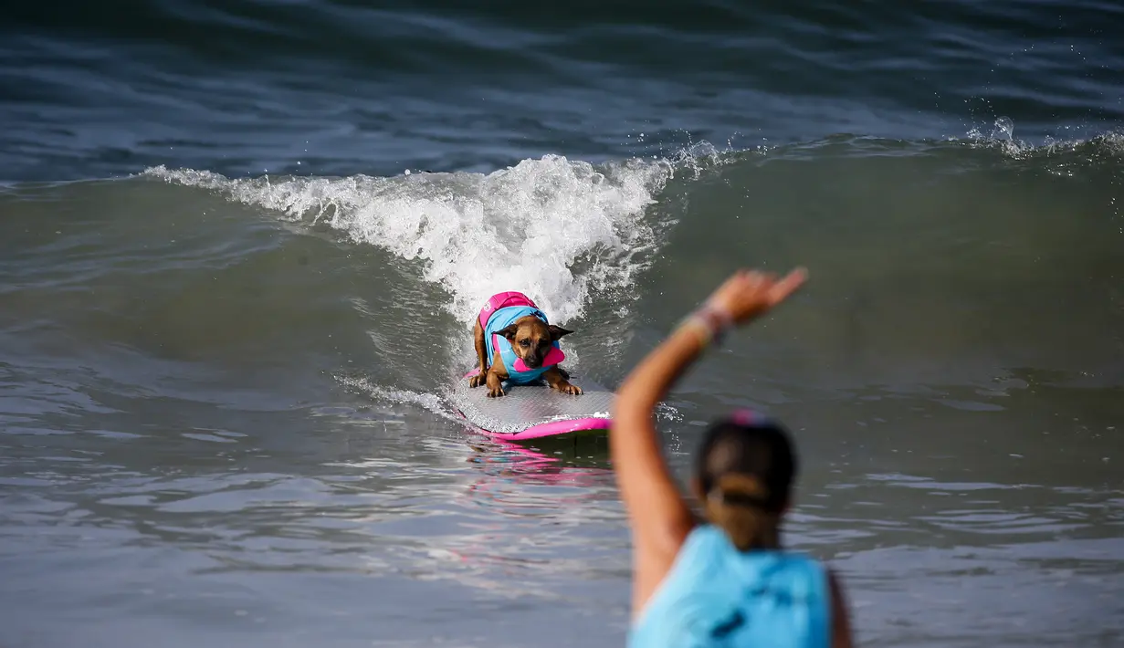 Seseorang memberikan arahan pada anjingnya saat berkompetisi dalam acara tahunan Surf City Surf Dog di Huntington Beach, California padaSabtu (25/9/2021). Para anjing menaklukkan ombak di atas papan surfingnya. (AP Photo/Ringo H.W. Chiu)