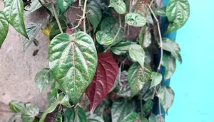 Bukan Cuma Tanaman Hias, Sirih Merah Berpotensi Jadi Bahan Pencerah Kulit