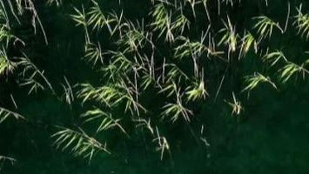 Desa Purba Berusia 8000 Tahun Ditemukan di Dasar Danau, Dikelilingi 100.000 Pagar Kayu Runcing