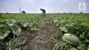 Petani melakukan perawatan tanaman blewah di Kabupaten Bekasi, Jawa Barat, Kamis (15/4/2021). Hasil panen biasanya sudah dinanti tengkulak dengan harga jual Rp 5.000 per buah. (merdeka.com/Iqbal S. Nugroho)