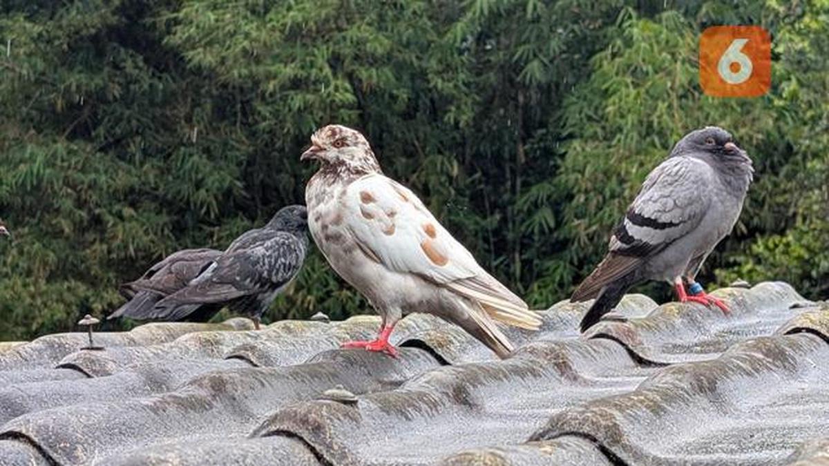Hobi Pelihara Burung Bisa Berdampak Serius, Waspadai Penyakit Paru-Paru Ini