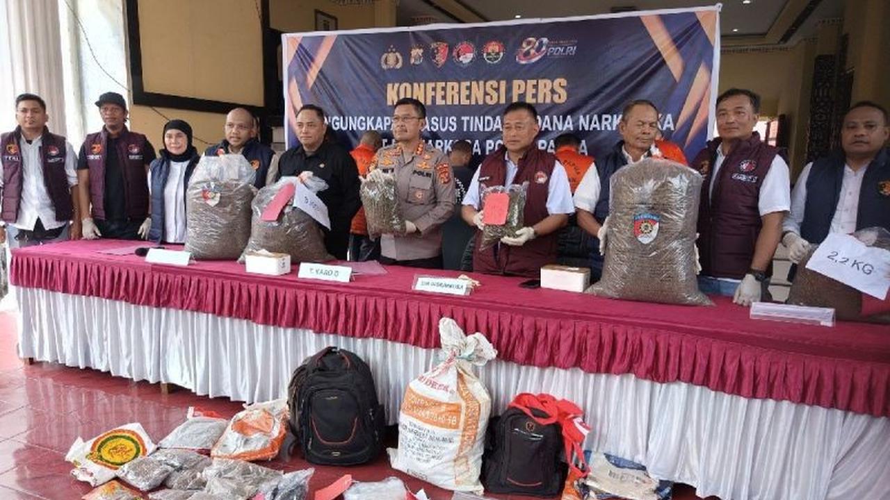 Polda Papua Amankan 38 Kg Ganja dan Ratusan Pohon Selama Semester I