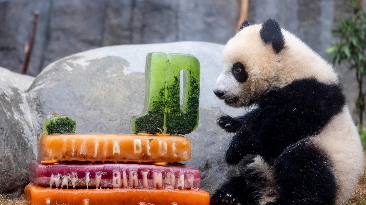 FOTO: Lucunya Panda Kembar De De & Jia Jia Rayakan Ulang Tahun Pertama di Hong Kong