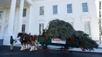 Pohon natal tiba di Gedung Putih AS. (AFP/ Nicholas Kamm)