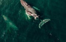 The Loneliest 52 Hz Whale, Benarkah Paus Paling Kesepian di Dunia, Tak Punya Kawanan hingga Pasangan Hidup?