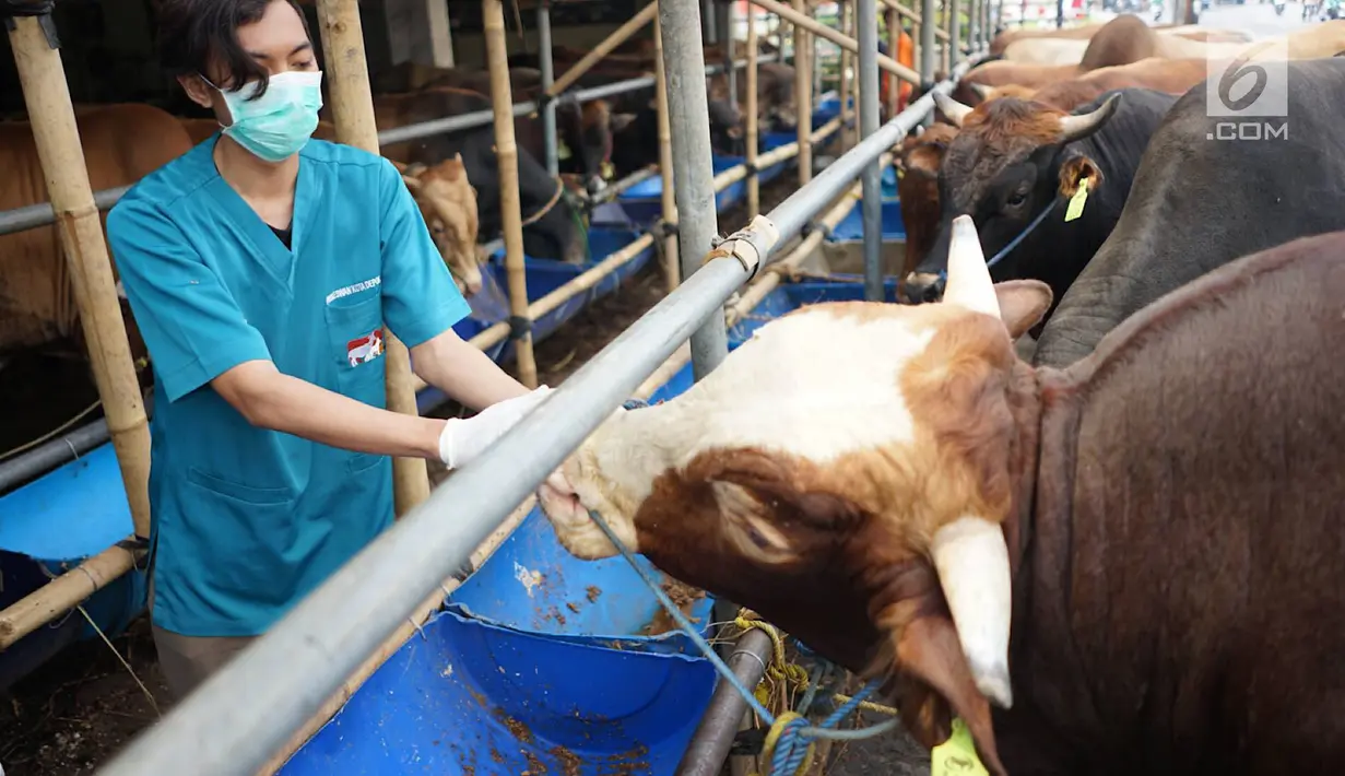 Petugas Dinas Peternakan dan Pertanian memeriksa gigi dan kesehatan sapi kurban di Mall Hewan Kurban H. Doni, Depok, Jawa Barat, Senin (29/7/2019). Pemeriksaan guna menjamin kelayakan dan kesehatan medis hewan kurban untuk dikonsumsi pada Idul Adha mendatang. (Liputan6.com/Immanuel Antonius)