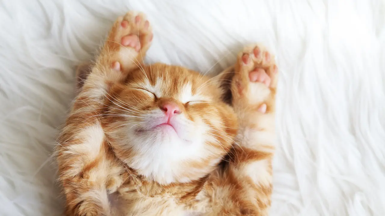 Menebak Karakter Si Dia dari Kucing yang Dipelihara, Biar Makin Gampang Rebut Hatinya