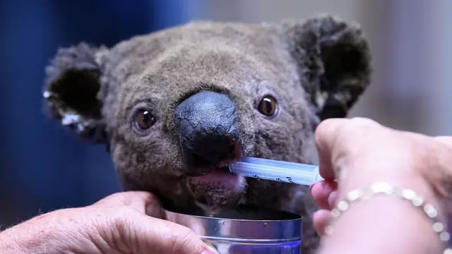 Koala yang mengalami dehidrasi dan cedera menerima perawatan di Rumah Sakit Port Macquarie Koala