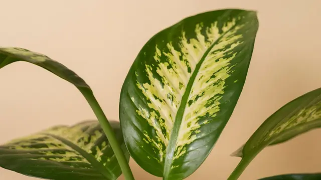 Tips Merawat Aglaonema agar Tetap Subur dan Daunnya Cerah