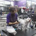 Dari Cukur Bulu hingga Mandi Mengintip Cuan Bisnis Pet Shop