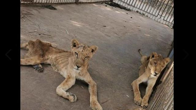 Potret Singa Kurus Kering di Kebun Binatang Sudan nan Menyayat Hati