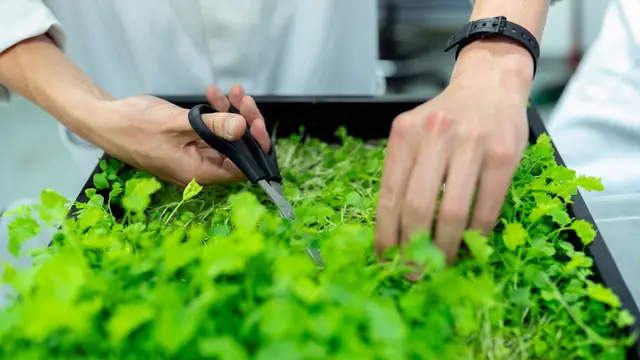 Herbs