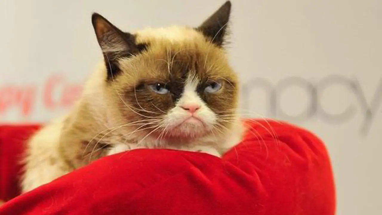 Awas Kucing Galak, Jangan Dekat-dekat!