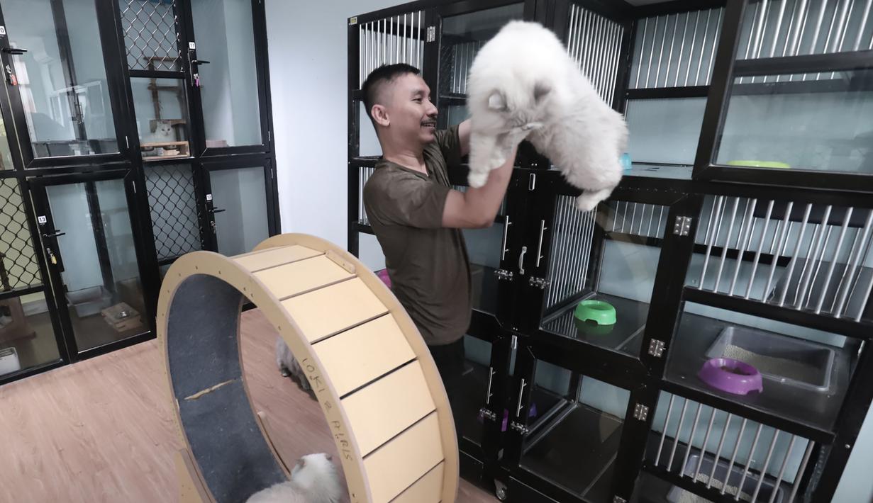 Selama periode mudik, tarif kamar suite dibanderol Rp160.000 per malam, sementara kamar VIP ditawarkan dengan harga Rp180.000 per malam. Tampak dalam foto, karyawan bermain dengan kucing peliharaan yang menginap di sebuah hotel khusus hewan di Jakarta Pusat, Kamis (19/3/2026). (merdeka.com/Arie Basuki)