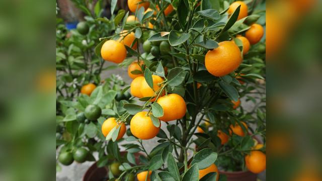 Mengenal Kumquat Buah Mirip Jeruk Di Taiwan Global Liputan6 Com