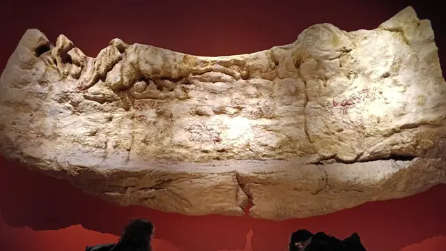 Fosil Java Man Pulang Kampung Setelah 130 Tahun, Dipajang di Museum Nasional Indonesia