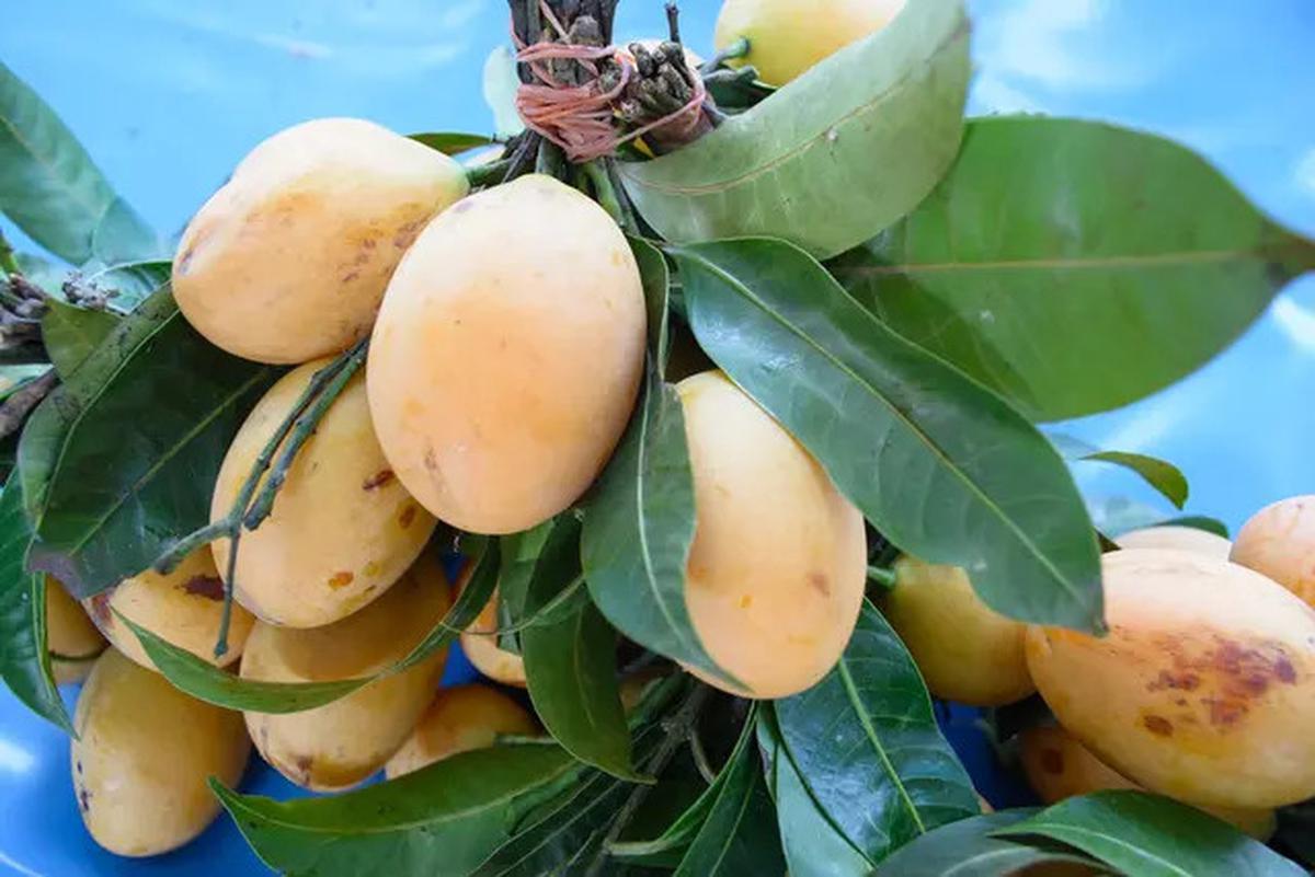 Kendalikan Gula Darah Secara Alami dengan Rebusan Daun, Ini Daun-daun Pilihannya
