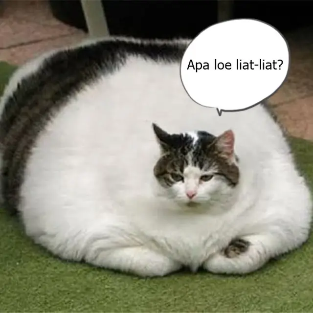 6 Meme Kucing Kegendutan Ini Bikin Gemas