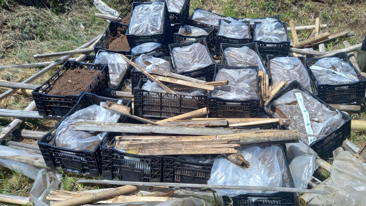 1,5 Ton Bibit Tanaman Hias Asal Belanda Terdeteksi Penyakit Dimusnahkan di Jabar