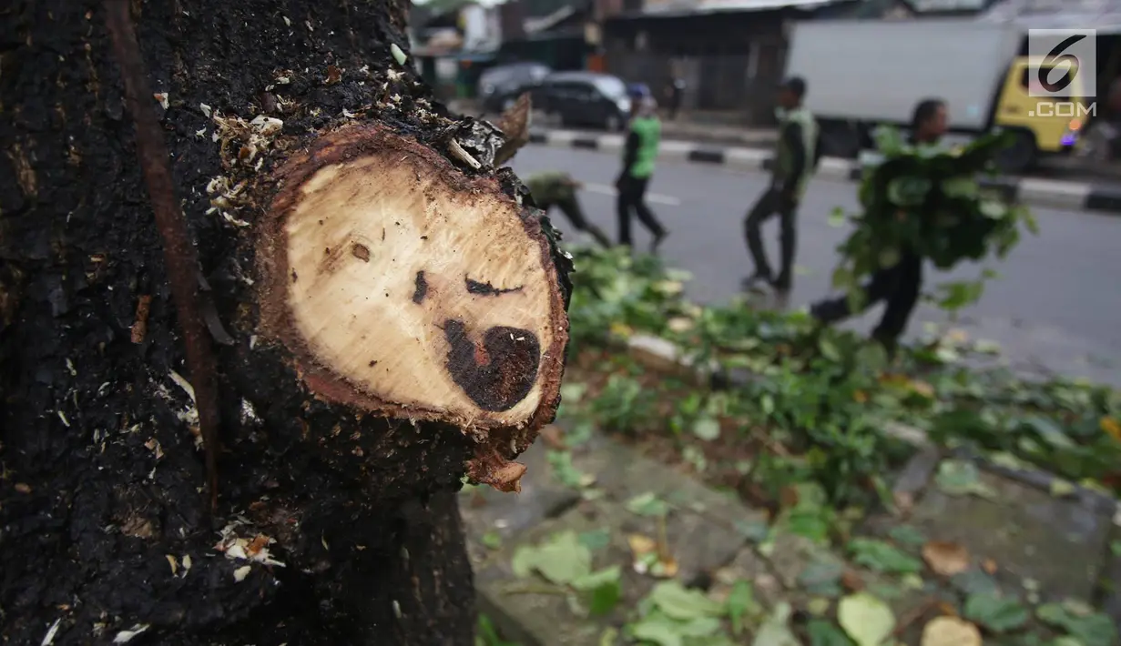 Bagian dari batang pohon yang ditebang oleh petugas di kawasan Tanjung Barat, Jakarta, Kamis (16/11). Penebangan dilakukan sebagai langkah antisipasi untuk mencegah pohon agar tidak tumbang saat hujan. (iputan6.com/Immanuel Antonius)