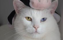 223 Nama Kucing Betina Lucu, Unik, dan Estetik, Mudah Diucapkan