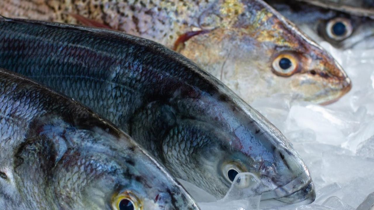 Ilustrasi ikan segar