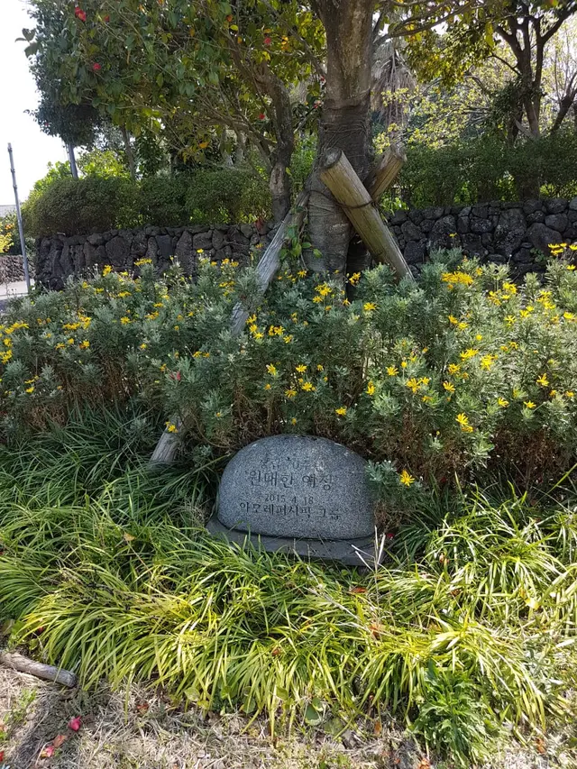 Mengunjungi desa camellia di Pulau Jeju