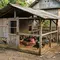 Kandang Ayam Kampung Sederhana untuk Mengejar Panen 4 Bulan, 5 Desain Hemat yang Bisa Dibuat Sendiri