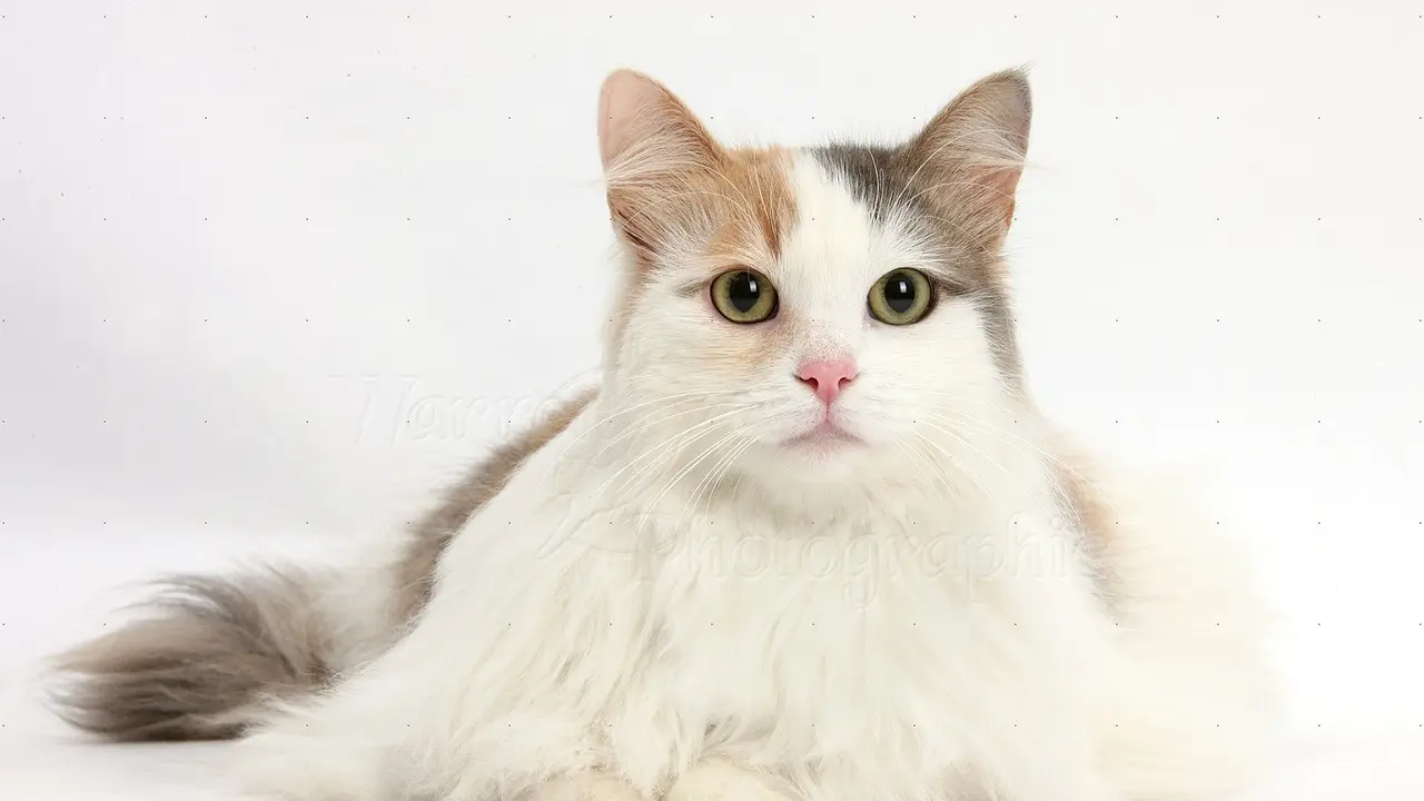 [Bintang] Kucing Turkish van