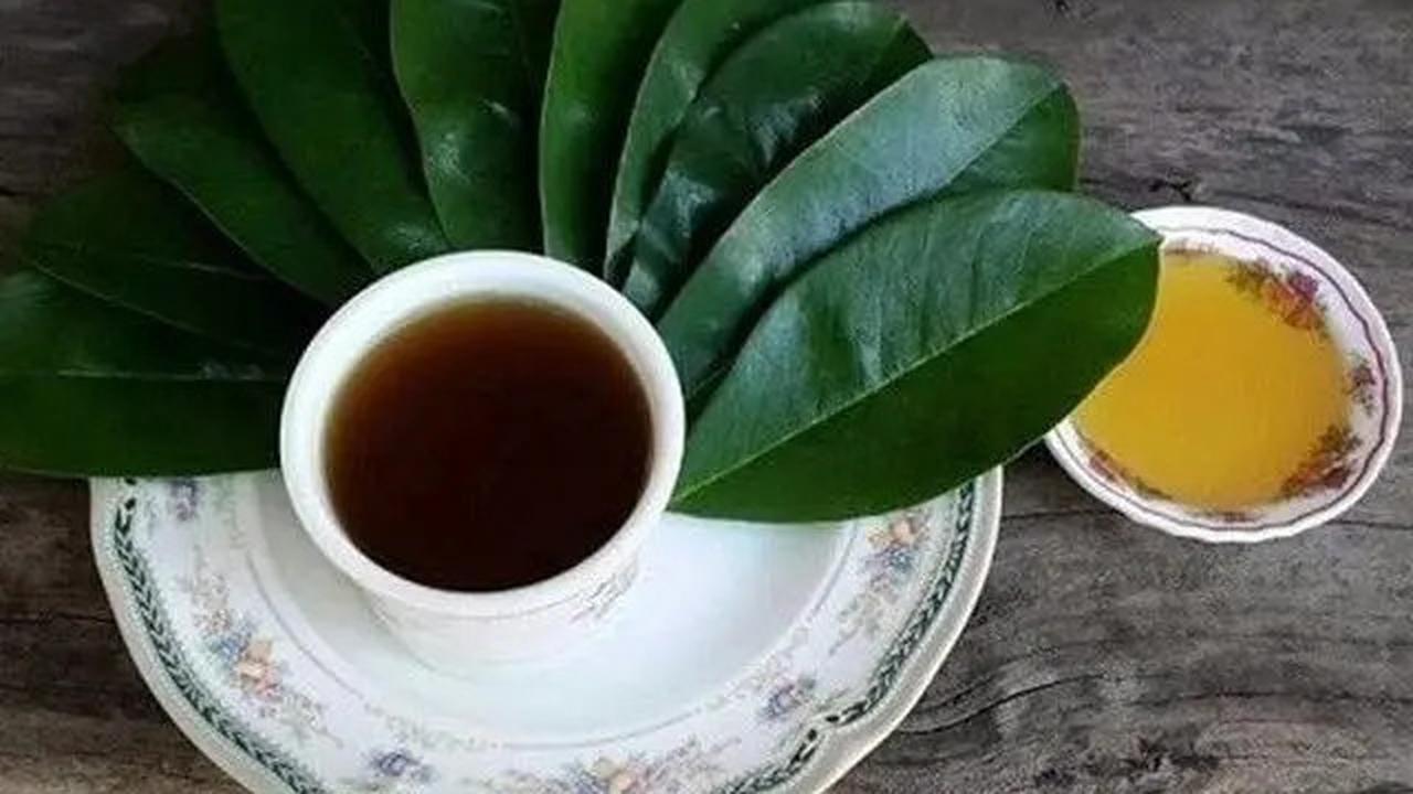 Manfaat Rebusan Daun Sirsak, Solusi Herbal Alami untuk Penyakit Hipertensi dan Diabetes