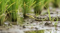 Panduan Lengkap Menghadapi Ular Sawah, Kenali Perilakunya Terlebih Dahulu