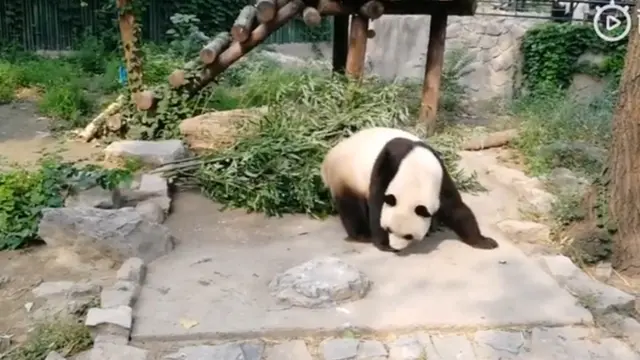 Pengunjung di Cina Lempar Batu ke Panda