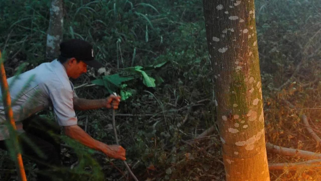 PLN Indonesia Power Kerahkan Personel Atasi Kebakaran Hutan, Ini Sebaran Lokasinya