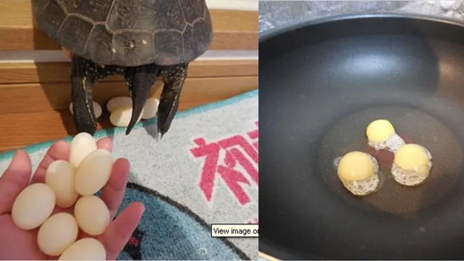 Kura Kura Bertelur Di Dalam Rumah Pria Ini Malah Menggorengnya Lifestyle Fimela Com
