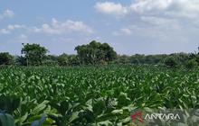 Pemkab Sumenep Tetapkan BPP Tembakau 2026, Jamin Harga Jual Petani di Atas Biaya Produksi