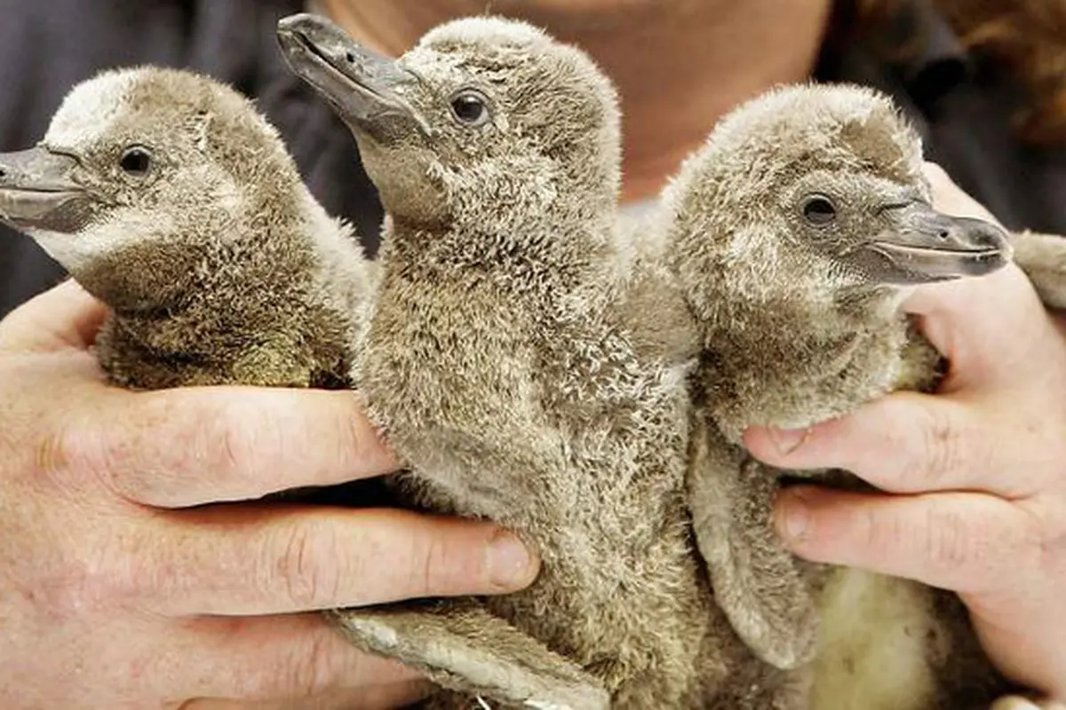 3 Bayi Penguin Menghilang, Dicurigai Dicuri Oleh Anak Muda Iseng