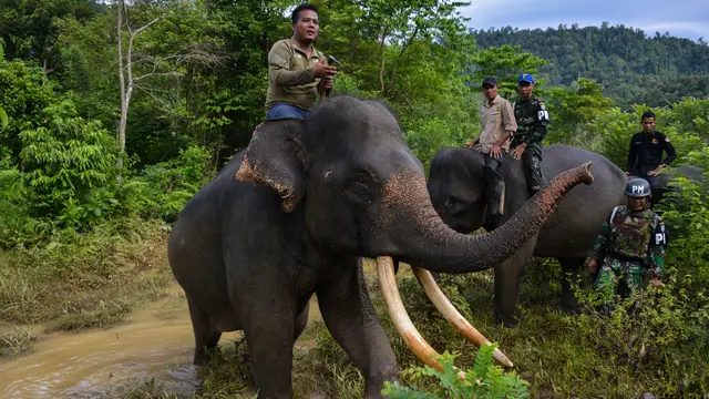 Gajah Jinak Ikut Operasi Gaktib Hutan dan Satwa