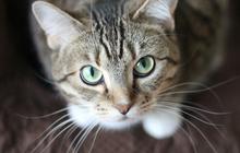 Berapa Meter Kucing Aman Jatuh dari Ketinggian?