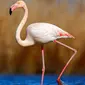 Sungguh malang nasib flamingo cantik ini. Akibat dilempar oleh seorang pria, Pinky terpaksa disuntik mati karena luka yang parah.
