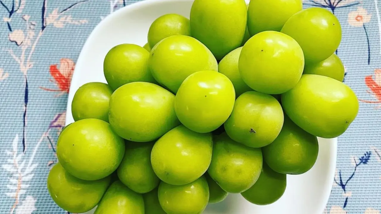 Shine Muscat