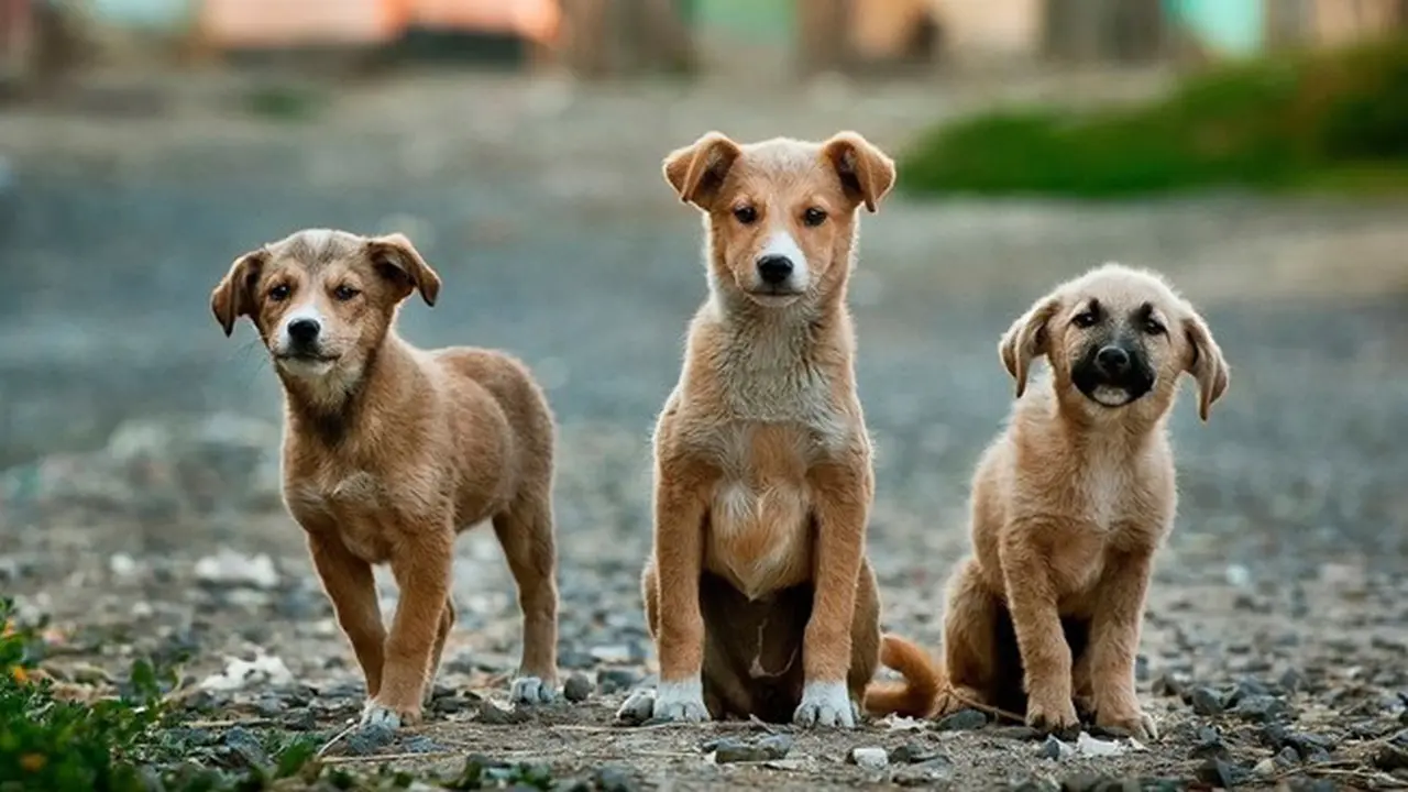 Anjing Gila Mengamuk, Puluhan Orang Jadi Korbannya