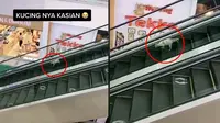 Viral Video Kucing Lawan Arah di Ekskalator Mall Ini Curi Perhatian (sumber: TikTok/azmiverstal)