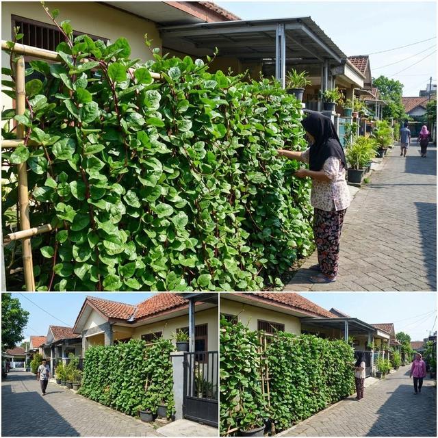 7 Tanaman Sayur Merambat yang Tidak Merusak Dinding Rumah, Aman, Cantik ...