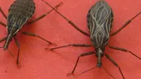 "Serangga cium" yang tengah mengancam masyarakat China, karena berisiko sebabkan penyakit Chagas (Wikimedia Commons)