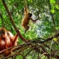 Orangutan Sumatera di Bukit Lawang, Langkat, Sumut (Dokumentasi: Pemandu Wisata Dian Gunawan)