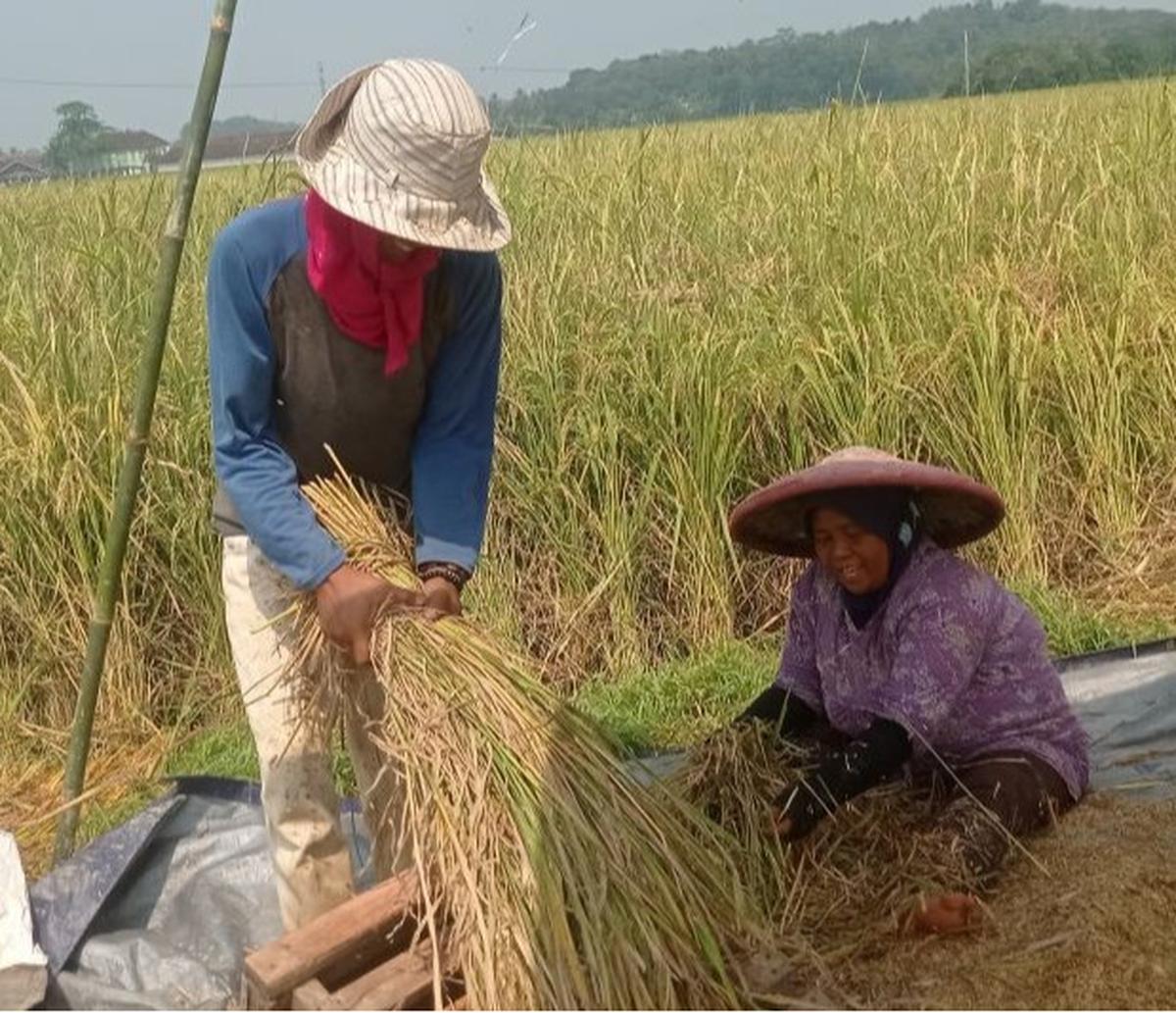 Fakta Menarik: 21.000 Hektare Panen Padi Agustus 2025 Lebak, Ketersediaan Pangan Nasional Terjamin!