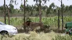 Seekor singa jantan bersurai hitam berkeliaran saat berusaha ditembak mati oleh petugas jagawana Kenya (KWS), di luar ibu kota Kenya, Nairobi, Rabu (30/3). Singa itu ditembak mati setelah melukai seorang pejalan kaki di Isinya. (REUTERS/Stringer)