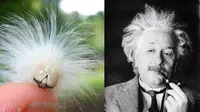 Ulat bulu yang satu ini tampil mirip sosok ilmuwan Albert Einstein yang khas dengan rambut putihnya. 