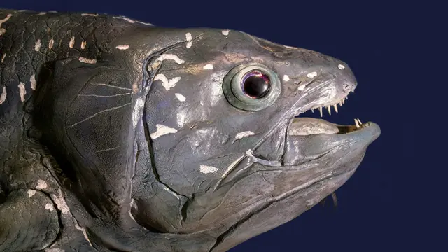 Coelacanth
